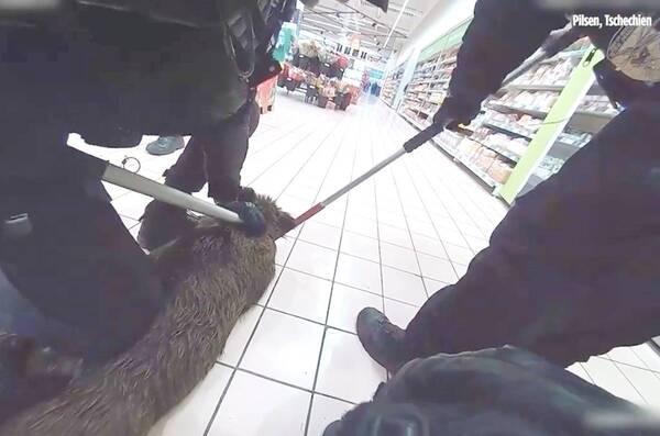 "¡Jooooink.... joooink!" he'i jabalí detenido por "instinto caníbal": atropelló góndola de embutidos