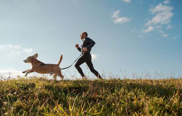 Perros de trabajo vs. perros de sofá: ¿qué raza fue criada para qué y cómo se adaptan hoy? - Mascotas - ABC Color