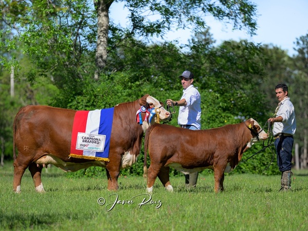 Isabel, la vaca paraguaya que conquistó Sudamérica, se consagró como la mejor Braford del mundo