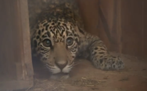 CONSERVACIÓN EN MARCHA: JEROVÍA, EL JAGUARETÉ RESCATADO, INICIA UNA NUEVA ETAPA EN ITAIPÚ