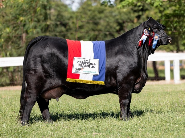 Tetra Gran Campeona de Paraguay fue elegida la mejor vaca Brangus del mundo