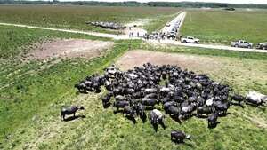 Santa Florencia: Cuna del búfalo en Paraguay - ABC Rural - ABC Color