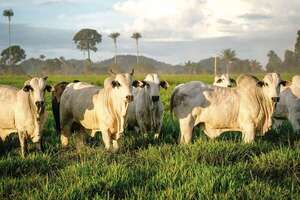 “El ganadero debe apostar por la tecnología”  - ABC Rural - ABC Color