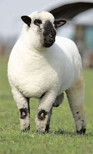 Sector ovino: 2025 de récords, innovación y crecimiento  - ABC Rural - ABC Color