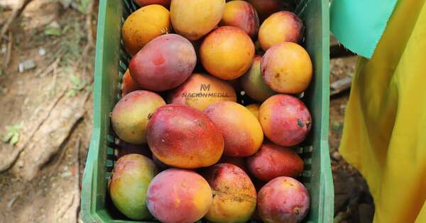 La Nación / El mango en Paraguay: una producción con potencial rentable