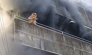 Mujer arriesga su vida para rescatar a sus perros durante un incendio