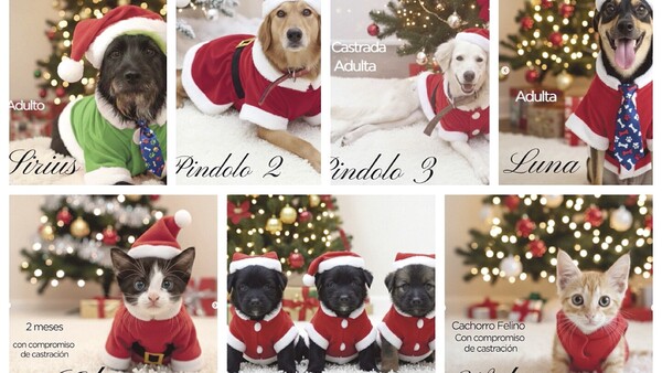 Perros y gatos quieren un hogar para Navidad