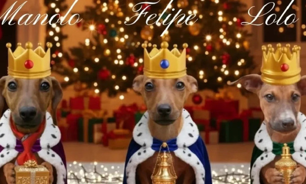 Campaña navideña de Defensa Animal ofrece en adopción a más de 30 animales - OviedoPress