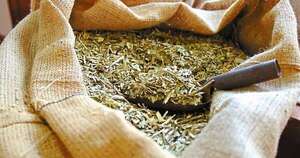 Yerba mate paraguaya, el sorbo que Emiratos Árabes esperaba