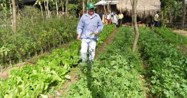 La Nación / Agricultura familiar campesina concluye el año con un 23 % de aumento de productividad