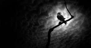 La Nación / Cuando los cuervos piden más carne