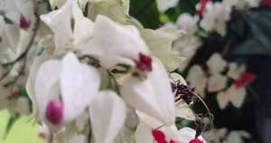 La Nación / La certeza de la otredad