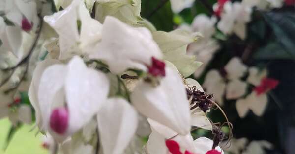 La Nación / La certeza de la otredad