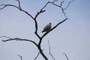 Elegante, bello y raro aguilucho del Chaco: el taguato hovy