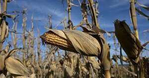 La Nación / El maíz choclo se consolida como motor de ingresos en el campo