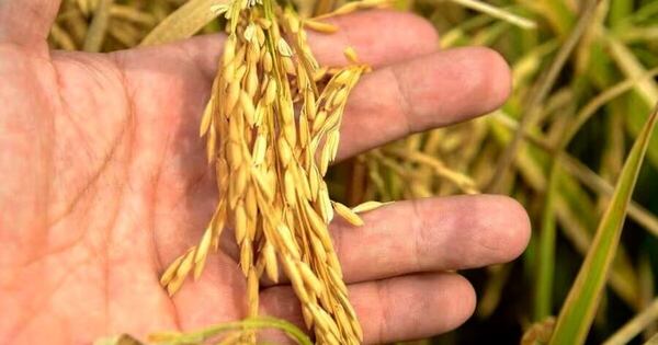 La Nación / Sector arrocero se expande y apunta a seguir escalando en el exterior