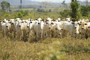 China compra por primera vez carne bovina brasileña certificada como libre de desforestación