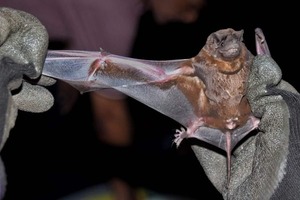 Clave Digital para Identificar 60 Especies de Murciélagos