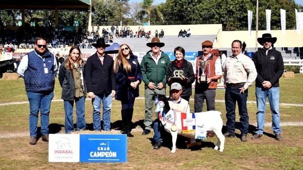 Raza Dorper alcanza un crecimiento histórico en 2025 con un aumento del 180% en ventas
