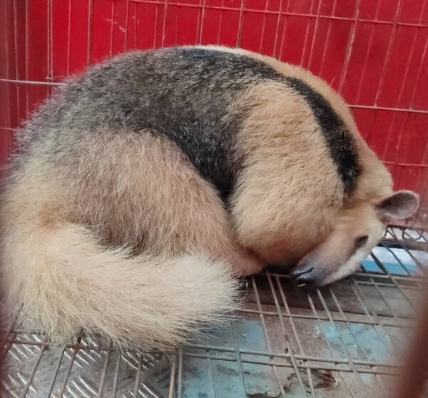 Rescatan y liberan a un oso hormiguero en la zona de San Isidro, Ypané