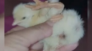 Chukito: El pollito “todo terreno” que nació con 4 patas