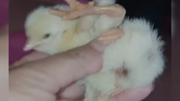 Chukito: El pollito “todo terreno” que nació con 4 patas