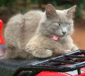 Pichi - Encontrá a tu mascota - ABC Color