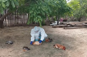 Investigan mortandad de gallinas en Fuerte Olimpo