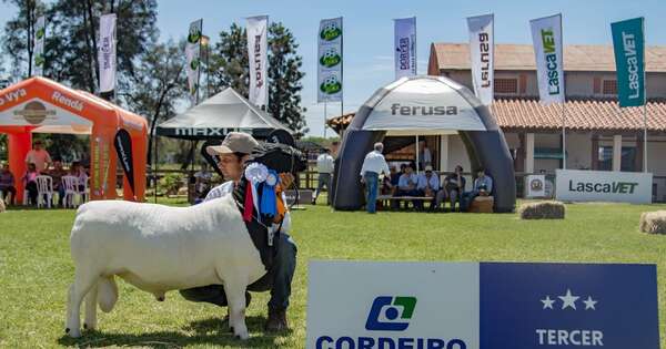 La Nación / Dorper, la raza ovina que cierra el 2025 con cifras récord