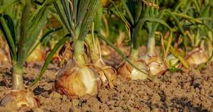 La Nación / El cultivo de cebolla se consolida como rubro rentable en Misiones