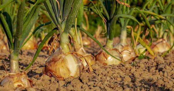 La Nación / El cultivo de cebolla se consolida como rubro rentable en Misiones