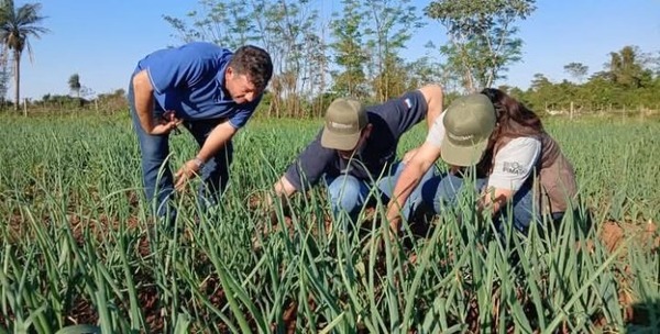 La cebolla se posiciona entre los rubros de renta y beneficia a familias de varios distritos de Misiones - ADN Digital