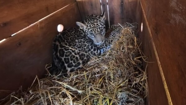 Jaguareté rescatado con varias fracturas recibe asistencia especializada