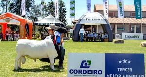 La Nación / Dorper: raza ovina que cierra el año 2025 con cifras récord