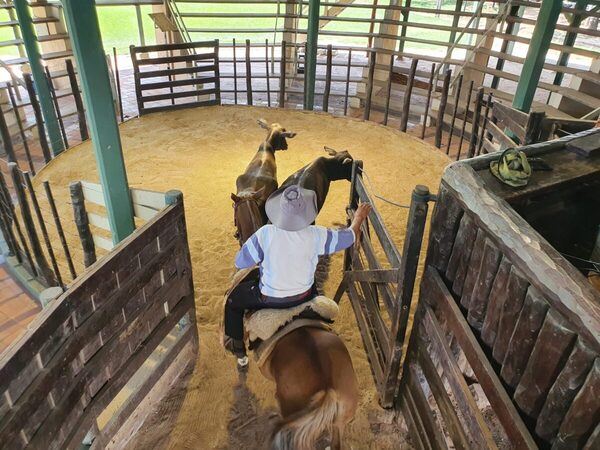 El consumo interno sostiene precios firmes y refuerza su protagonismo en el mercado de haciendas