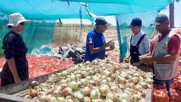 Cebolla se posiciona entre los rubros de renta en Misiones