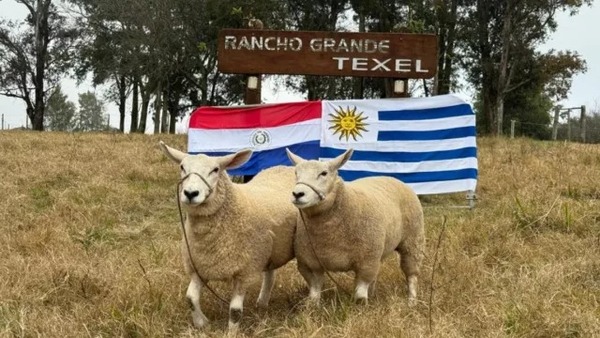 Récord Histórico para la Raza Texel en Paraguay