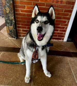 Balto - Encontrá a tu mascota - ABC Color