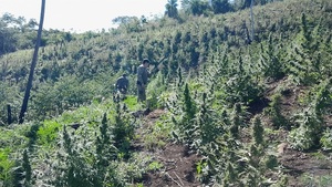 Destruyen plantaciones y más de 1.600 kilos de supuesta marihuana en operativo antidrogas