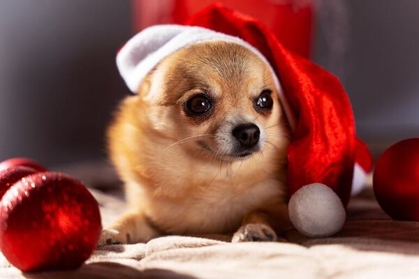 Primeros auxilios decembrinos: ¿qué hacer si tu perro come chocolate o un adorno del árbol? - Mascotas - ABC Color