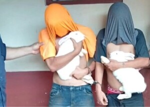 Popular / Salvan a conejos de convertirse en "estofado"