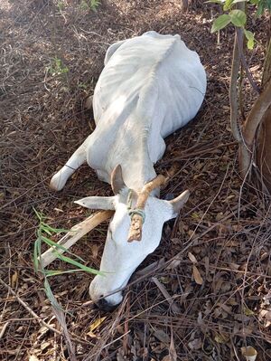 Animal vacuno aparece muerto tras presunto disparo en zona rural de Peguajhomí - Concepción al Día