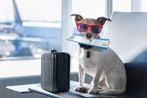 Paso a paso: requisitos para viajar con tu mascota - Mascotas - ABC Color