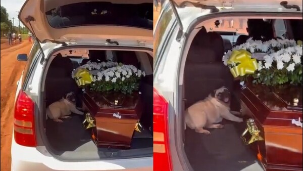 Sisi, la perrita que acompañó a su dueño hasta el cementerio