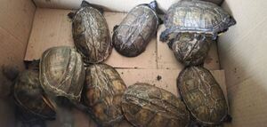 Brasileño fue detenido en Filadelfia, por un insólito motivo