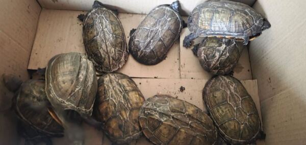 Brasileño fue detenido en Filadelfia, por un insólito motivo