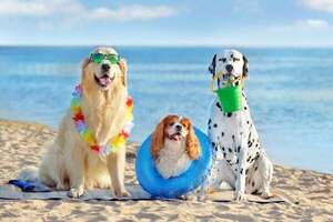 ¿Playa pet-friendly? Descubrí los mejores destinos de Latinoamérica para tu viaje costero - Viajes - ABC Color