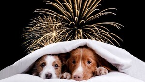 Pirotecnia afecta la salud de las mascotas y les genera estrés, afirma veterinario  | Unicanal