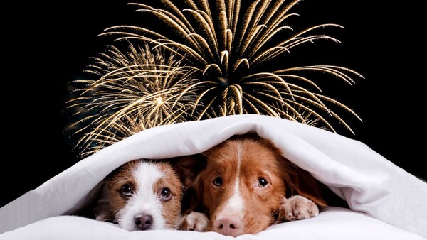 Pirotecnia afecta la salud de las mascotas y les genera estrés, afirma veterinario  | Unicanal