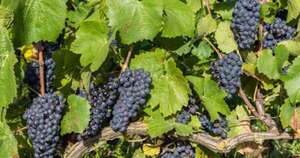 La Nación / Productores de uva en La Colmena proyectan buena cosecha para la temporada navideña